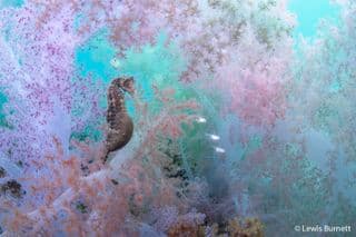 Lewis Burnett’s underwater seahorse photo shortlisted for Australian nature prize