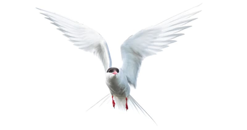 How to Capture Better Bird Photos: Gear, Settings, and Field Techniques