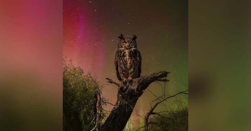 Wildlife photo contest disqualifies winning owl image amid AI, composite doubts