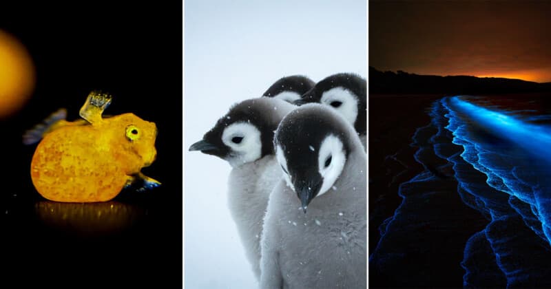 Beaker Street science photography prize unveils 26 finalists for 2026