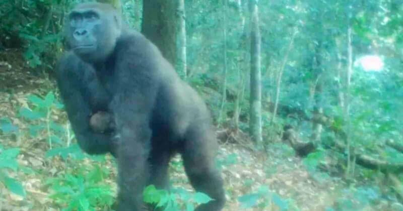 camera trap footage shows one-armed gorilla raising newborn in wild