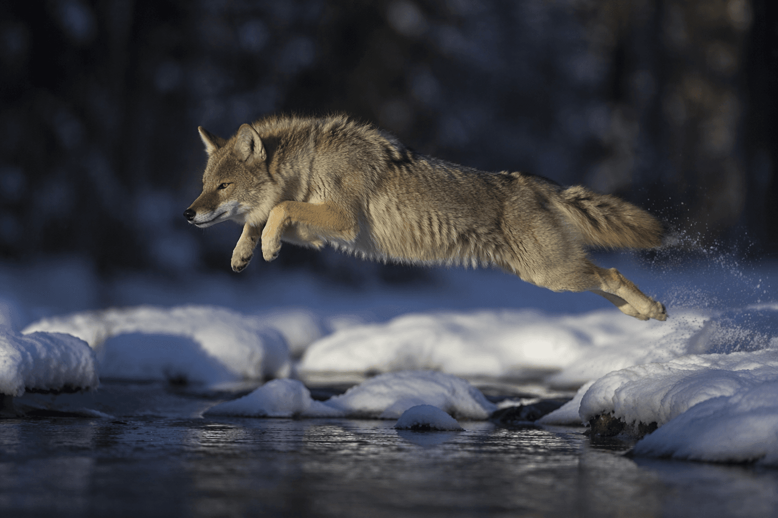 Jamie Ruggles captures coyote mid-jump after four years of patience
