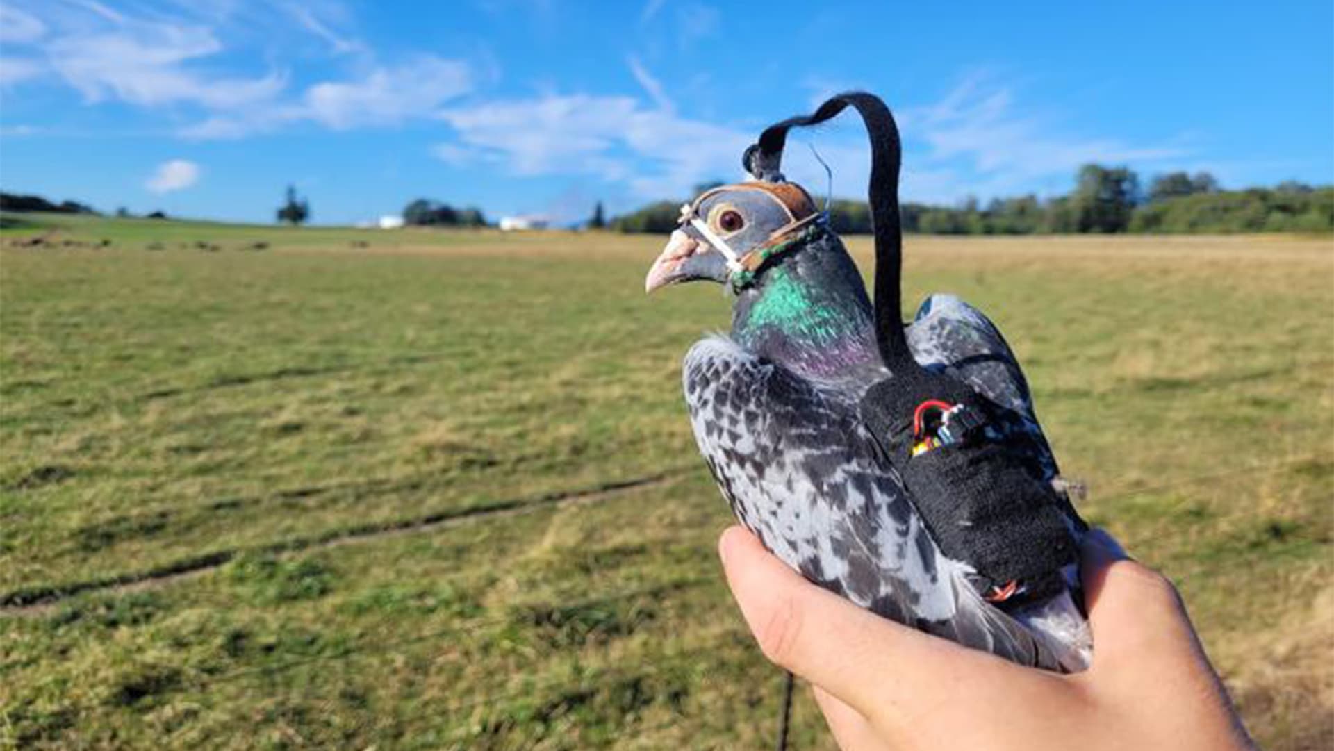 Tiny pigeon cameras could help future drone vision systems