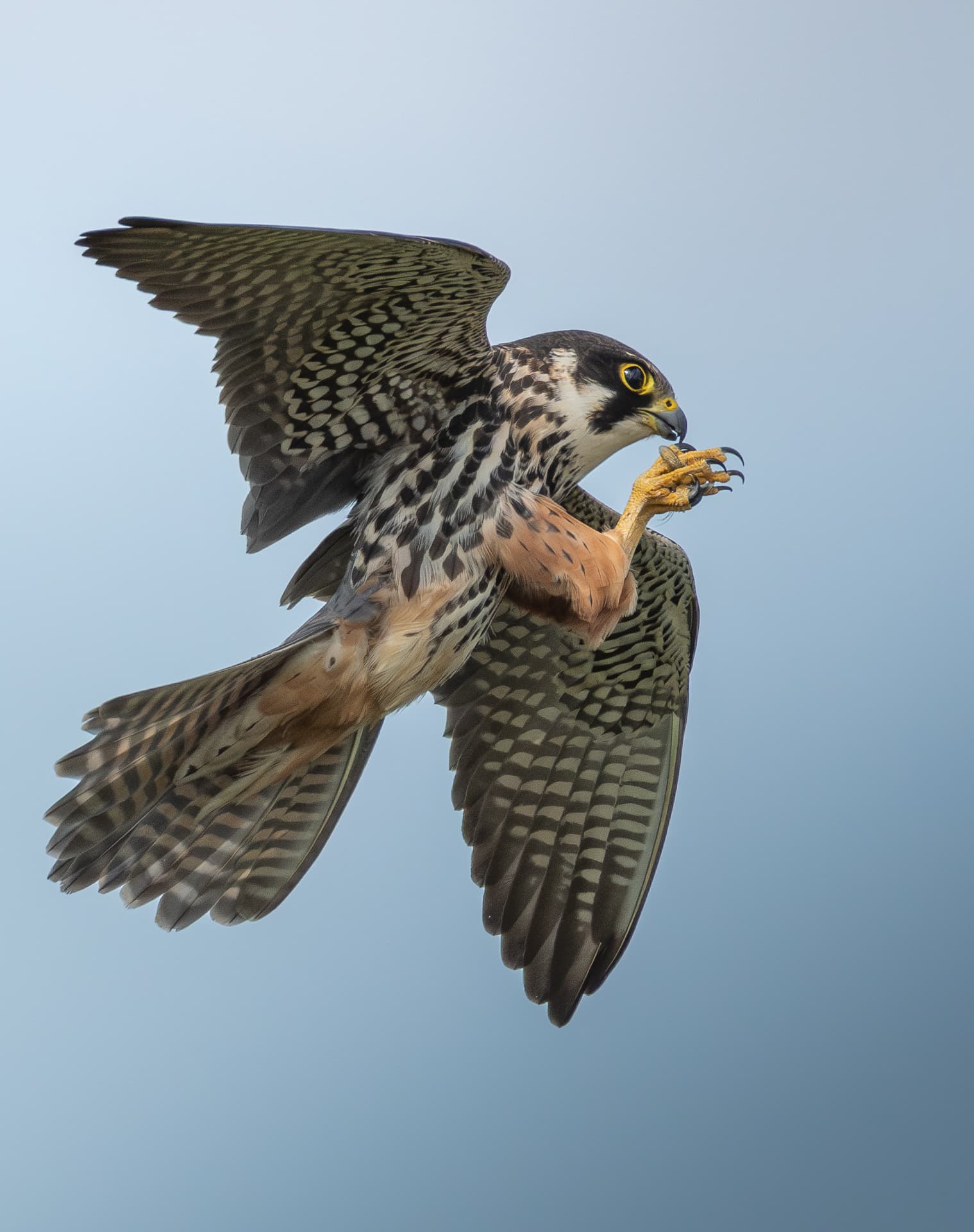 Young photographer wins wildlife award with Nikon D500 shot