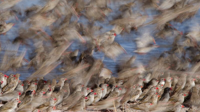 Wildlife Photography Tech Advances Help, But Patience and Skill Still Win