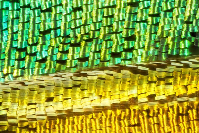 Chris Perani reveals insect wings with ultra-detailed macro stacking