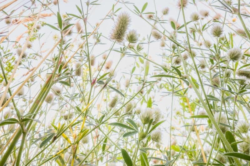 Theo Bosboom uses a periscope macro lens to reveal flowers from insect view