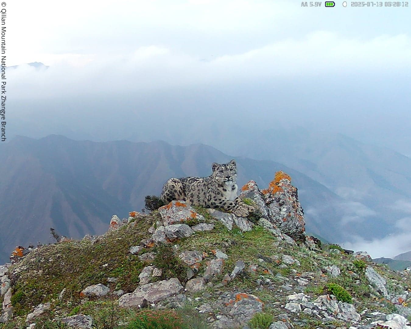 WWF camera traps capture rare snow leopard images in China