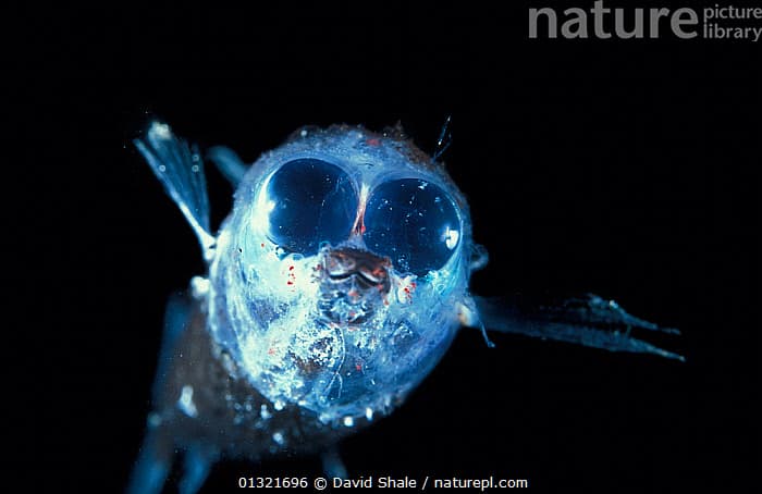 Deep-sea photos reveal new hydrothermal fields in Atlantic abyss